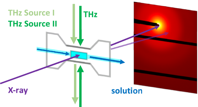 Probing the existence of non-thermal Terahertz radiation induced changes of  the protein solution structure | Scientific Reports