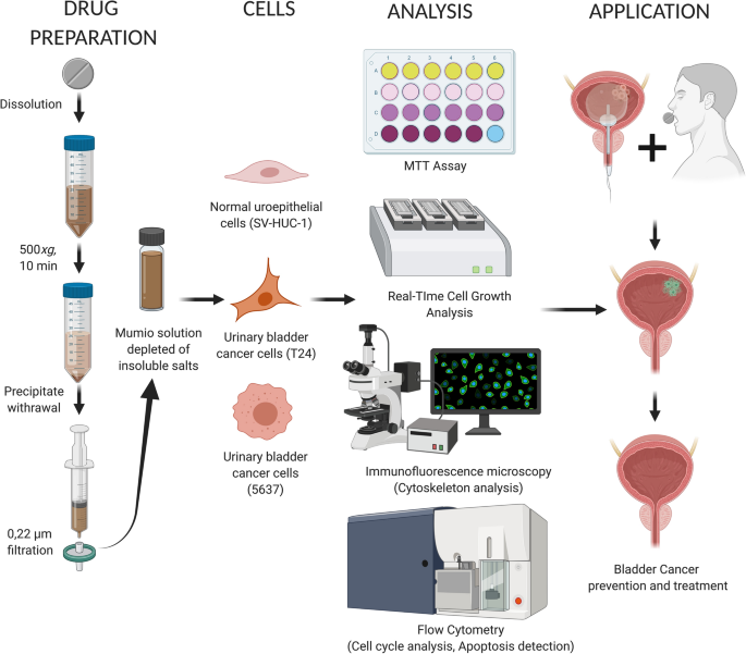 Mumio (Shilajit) as a potential chemotherapeutic for the urinary bladder  cancer treatment | Scientific Reports