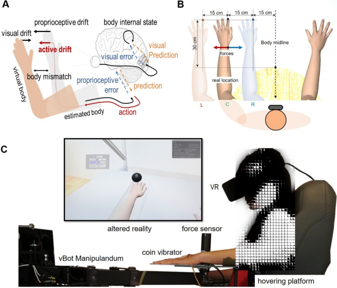 Rubber hand illusion' reveals how the brain understands the body, Neuroscience