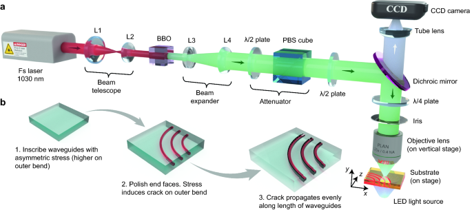 Low bend loss femtosecond laser written waveguides exploiting integrated  microcrack | Scientific Reports