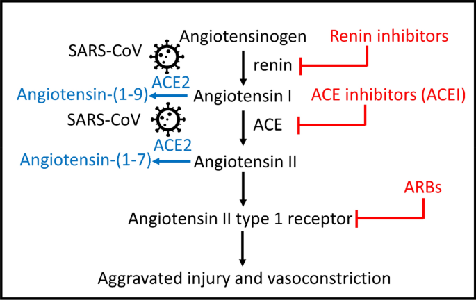 The effect of renin–angiotensin–aldosterone system inhibitors on  organ-specific ace2 expression in zebrafish and its implications for  COVID-19 | Scientific Reports