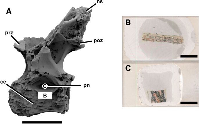 Exquisite air sac histological traces in a hyperpneumatized nanoid sauropod  dinosaur from South America | Scientific Reports