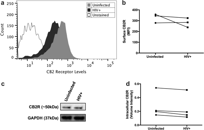 Cannabinoid receptor type 2 agonist jwh-133 decreases cathepsin b secretion and neurotoxicity from hiv-infected macrophages