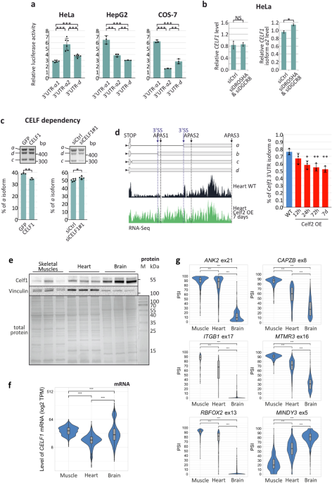 PDF) Translational derepression of Elavl4 isoforms at their alternative 5′  UTRs determines neuronal development