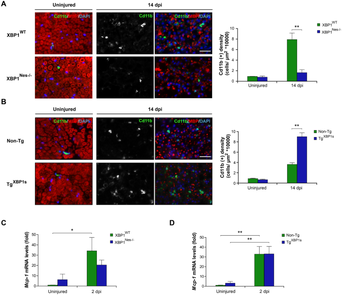 Author Correction: Activation of the unfolded protein response promotes axonal regeneration after pe