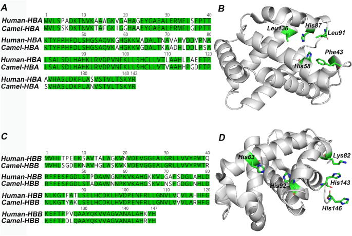 Dynamics of camel and human hemoglobin revealed by molecular simulations |  Scientific Reports