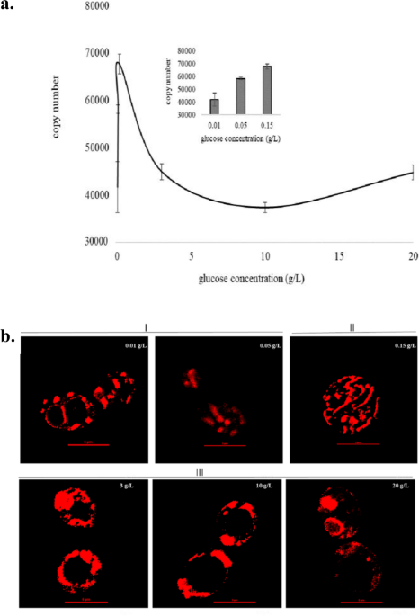 Application Potentiality of Delayed Luminescenc in Medicine