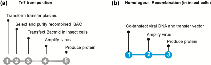 HR-Bac, a toolbox based on homologous recombination for expression,  screening and production of multiprotein complexes using the baculovirus  expression system | Scientific Reports