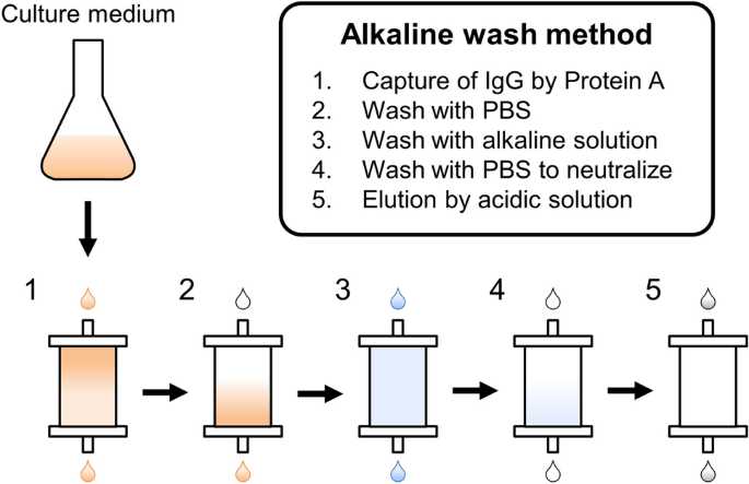 Washing with alkaline solutions in protein A purification improves  physicochemical properties of monoclonal antibodies | Scientific Reports
