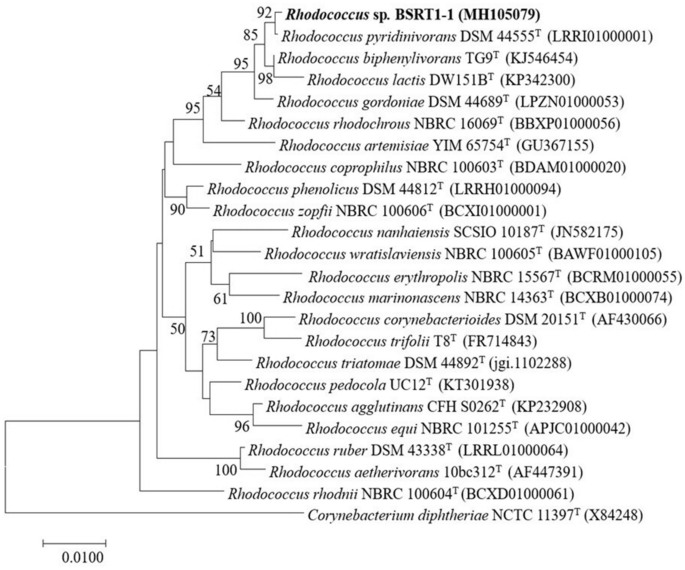 Enhanced Polyhydroxybutyrate Phb Production By Newly Isolated Rare Actinomycetes Rhodococcus Sp Strain Bsrt1 1 Using Response Surface Methodology Scientific Reports