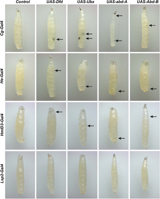 melanotic tumors drosophila Drosophila Hox genes induce melanized pseudo-tumors when misexpressed in  hemocytes