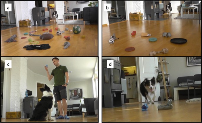Rapid Learning Of Object Names In Dogs Scientific Reports Rapid Learning Of Object Names In Dogs Scientific Reports