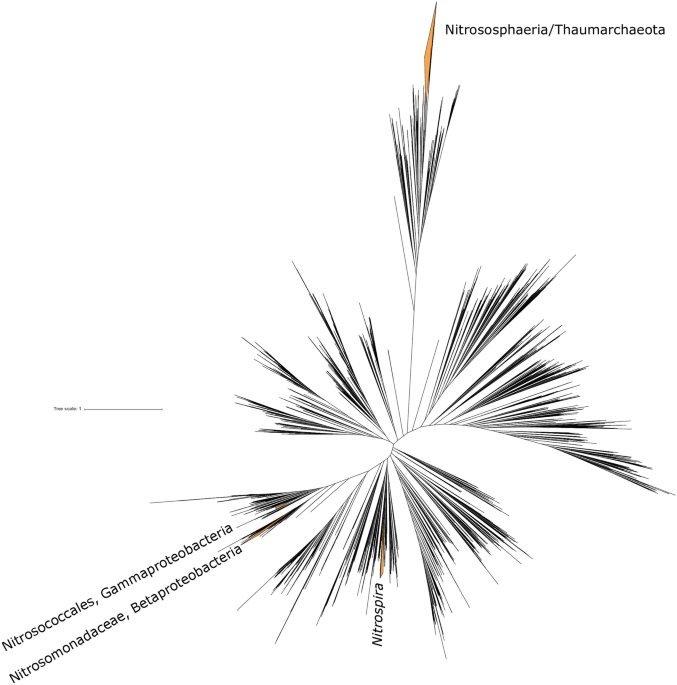Phanerozoic Radiation Of Ammonia Oxidizing Bacteria Scientific Reports