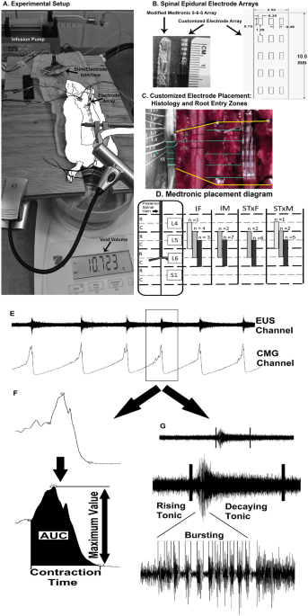 Bladder And Bowel Responses To Lumbosacral Epidural Stimulation In Uninjured And Transected Anesthetized Rats Scientific Reports
