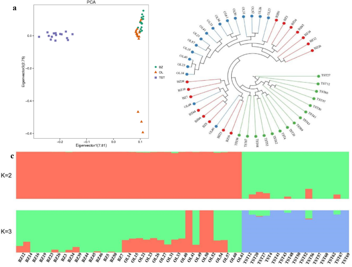 Genome Wide Comparative Analyses Reveal Selection Signatures Underlying Adaptation And Production In Tibetan And Poll Dorset Sheep Scientific Reports Genome Wide Comparative Analyses Reveal Selection Signatures Underlying Adaptation And Production In Tibetan And Poll Dorset Sheep Scientific Reports