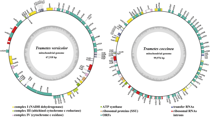 comparative mitochondrial genome