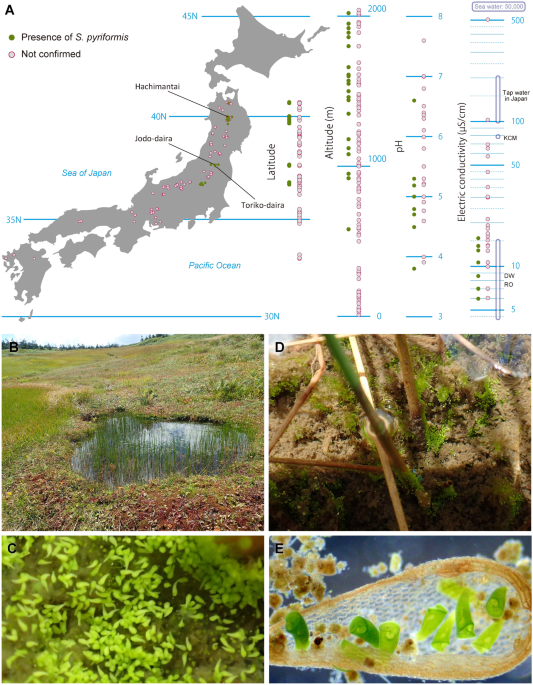 Characterization of a green stentor with symbiotic algae growing in an extremely oligotrophic environment and storing large amounts of starch granules in its cytoplasm