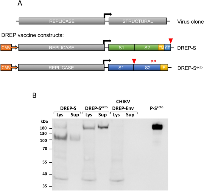 Dna Launched Rna Replicon Vaccines Induce Potent Anti Sars Cov 2 Immune Responses In Mice Scientific Reports
