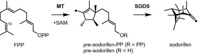 Reaction Mechanism Of The Farnesyl Pyrophosphate C Methyltransferase Towards Biosynthesis Pre Sodorifen By Serratia Plymuthica 4rx13 Scientific Reports Naegel Schneiden Zwischen Weihnachten Und Neujahr