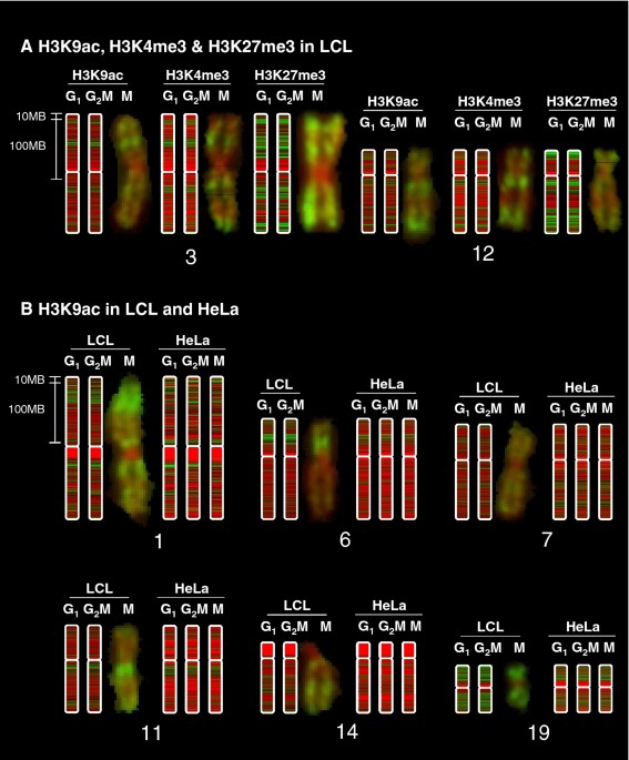 Histone Modifications Form A Cell Type Specific Chromosomal Bar Code That Persists Through The Cell Cycle Scientific Reports