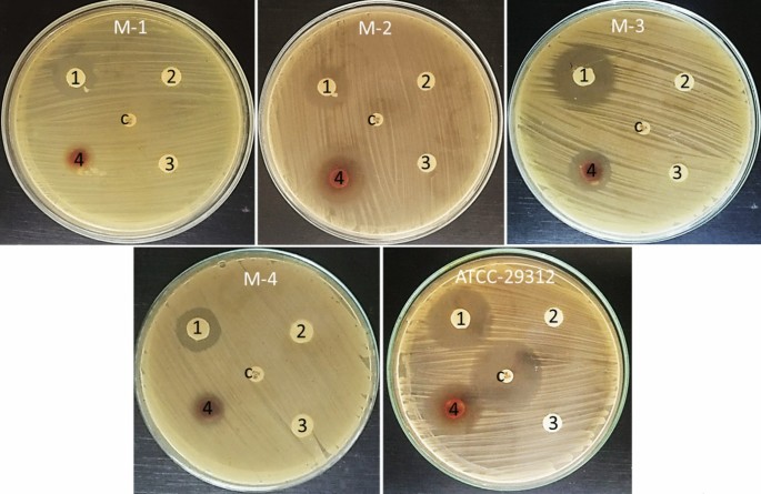 ESA - Staphylococcus aureus (MRSA) bacteria