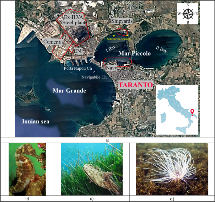 A geo-chemo-mechanical study of a highly polluted marine system (Taranto,  Italy) for the enhancement of the conceptual site model | Scientific Reports