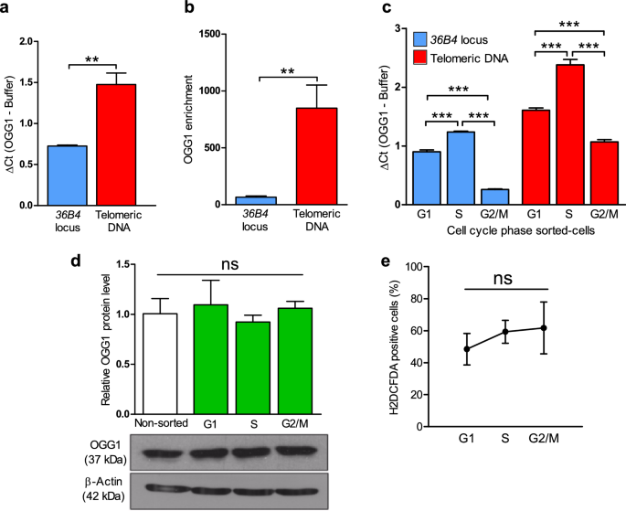 ogg1 blocks oxidative dna damage repair