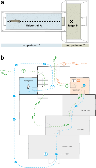 Dogs display owner-specific expectations based on olfaction