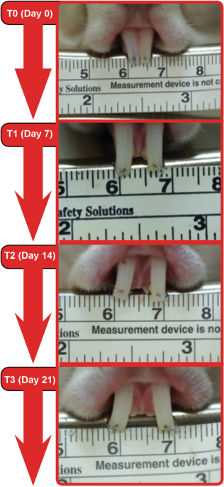 Dose-related effects of extracorporeal shock waves on orthodontic tooth movement in rabbits