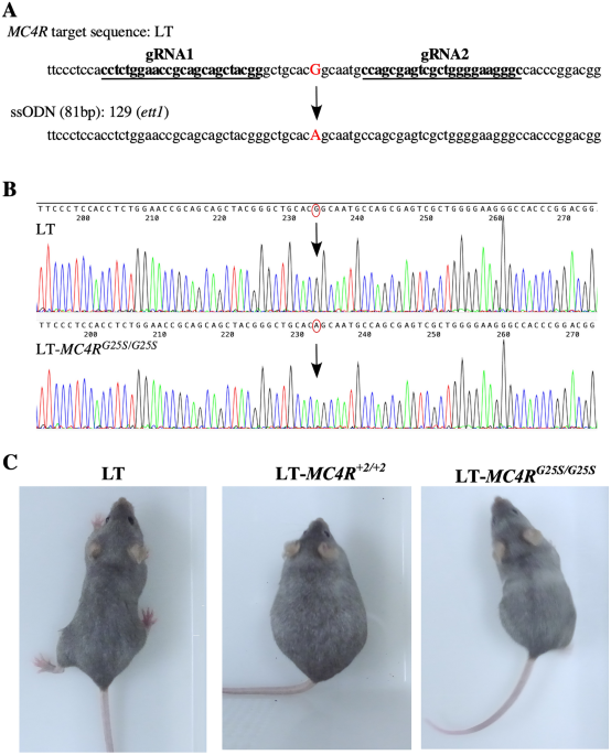 Mc4r Mutant Mice Develop Ovarian Teratomas Scientific Reports