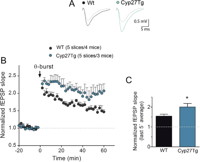 High Levels Of 27 Hydroxycholesterol Results In Synaptic Plasticity Alterations In The Hippocampus Scientific Reports