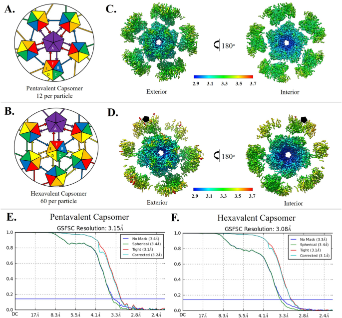 High Resolution Cryo Em Analysis Of Hpv16 Identifies Minor Structural Protein L2 And Describes Capsid Flexibility Scientific Reports