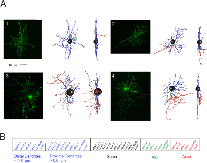 Stellate Cell Computational Modeling Predicts Signal Filtering In The Molecular Layer Circuit Of Cerebellum Scientific Reports Stellate Cell Computational Modeling Predicts Signal Filtering In The Molecular Layer Circuit Of Cerebellum Scientific Reports