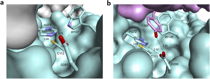 Do we really need to wait for the Anti-Covid Protease Inhibitor Drug from Big Pharma? 9 41598 2021 83229 Fig1 HTML