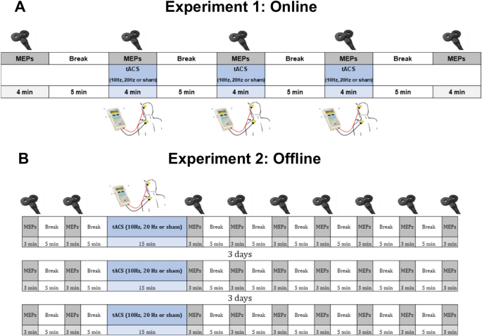 Online and offline effects of transcranial alternating current stimulation  of the primary motor cortex | Scientific Reports
