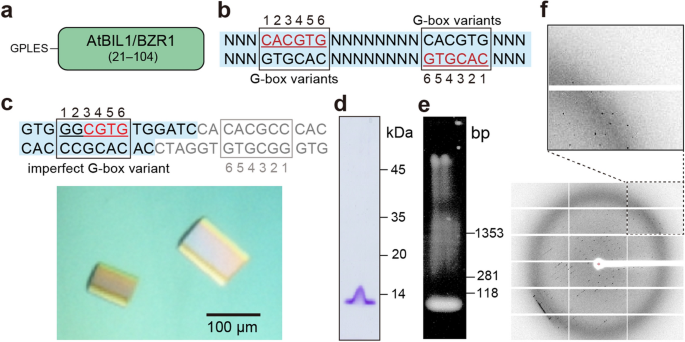 Highlighting The Potential Utility Of Mbp Crystallization Chaperone For Arabidopsis Bil1 Bzr1 Transcription Factor Dna Complex Scientific Reports