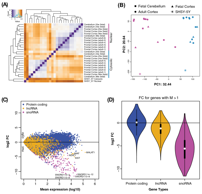 Characterization of the nuclear and cytosolic transcriptomes in human brain tissue reveals new insights into the subcellular distribution of rna transcripts