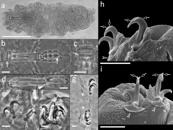 Tardigrades Of Kristianstads Vattenrike Biosphere Reserve With Description Of Four New Species From Sweden Scientific Reports