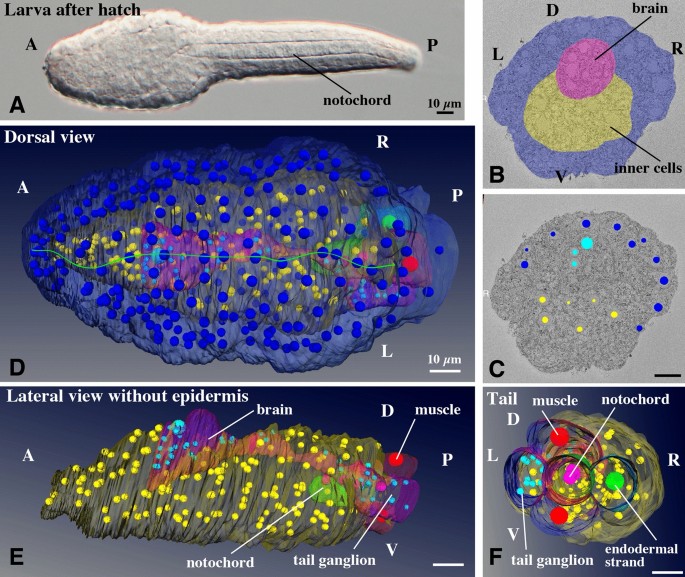 3d Reconstruction Of Structures Of Hatched Larva And Young Juvenile Of The Larvacean Oikopleura Dioica Using Sbf Sem Scientific Reports