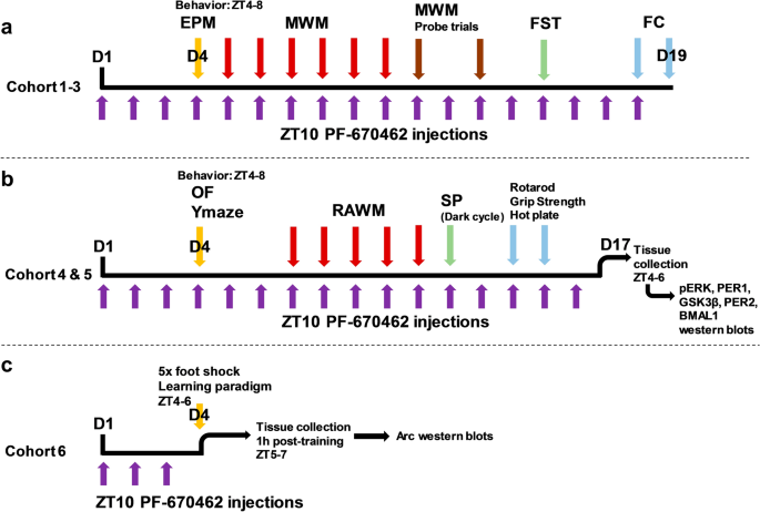 Inhibition of casein kinase 1 δ/ε improves cognitive performance in adult c57bl/6j mice