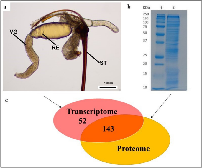 An Integrated Transcriptomic And Proteomic Approach To Identify The Main Torymus Sinensis Venom Components Scientific Reports An Integrated Transcriptomic And Proteomic Approach To Identify The Main Torymus Sinensis Venom Components Scientific Reports