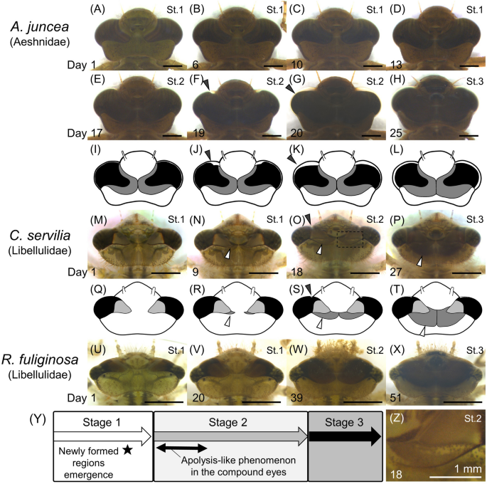 SciELO - Brasil - When size and shape matter: morphometric characterization  of two sympatric dragonflies of the genus <i>Perithemis</i> (Odonata:  Libellulidae) When size and shape matter: morphometric characterization of  two sympatric dragonflies