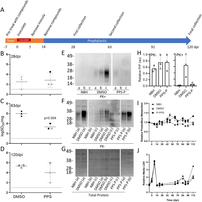 Human Cerebral Organoids As A Therapeutic Drug Screening Model For Creutzfeldt Jakob Disease Scientific Reports