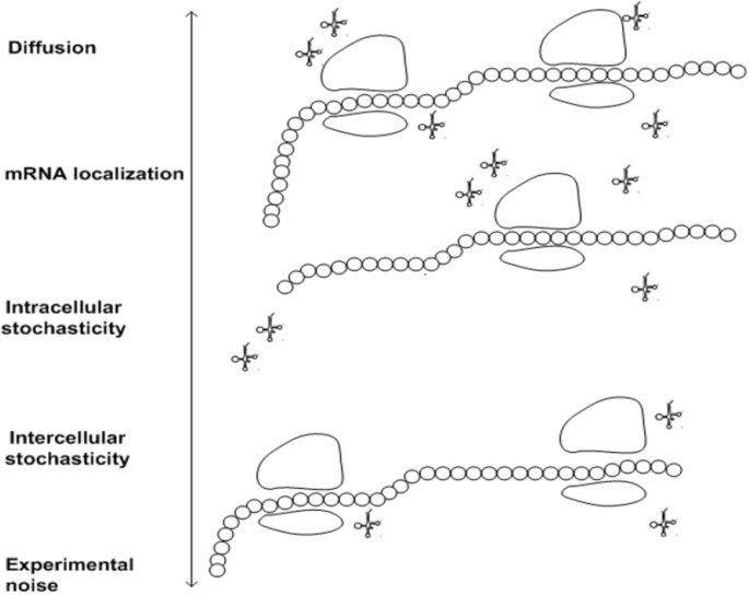Variability in mRNA translation: a random matrix theory approach 