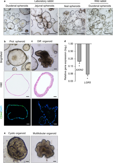 Culture and differentiation of rabbit intestinal organoids and organoid-derived cell monolayers