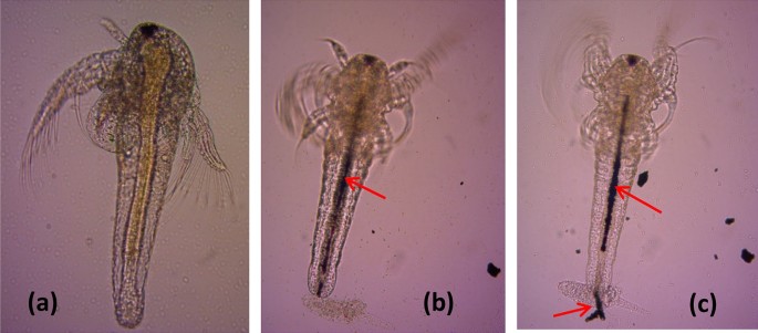 Acute toxicity assessment of polyaniline/Ag nanoparticles/graphene oxide  quantum dots on Cypridopsis vidua and Artemia salina