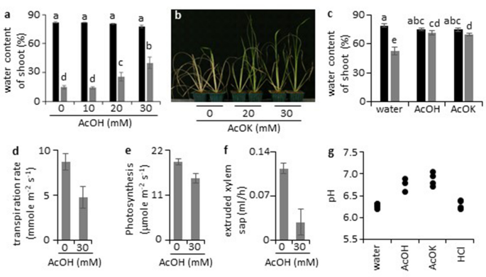 Acetic-acid-induced jasmonate signaling in root enhances drought avoidance  in rice | Scientific Reports
