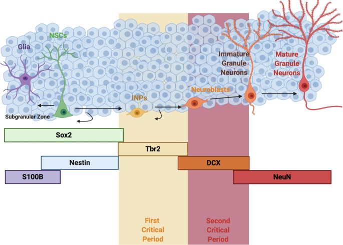 dihexa neurogenesis Stage-dependent effects of intermittent hypoxia influence the outcome of hippocampal adult Increasing neurogenesis refines hippocampal activity