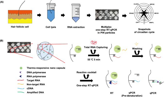 Highly sensitive and multiplexed one-step RT-qPCR for profiling genes  involved in the circadian rhythm using microparticles | Scientific Reports