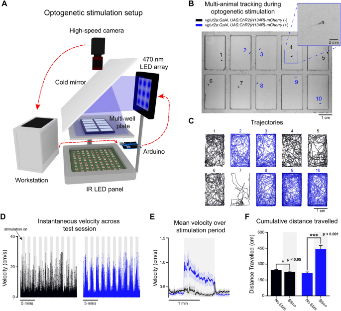 BonZeb: open-source, modular software tools for high-resolution zebrafish  tracking and analysis